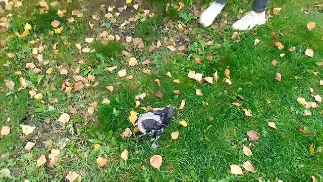 Сабина и её новый воронёнок Гриша смотреть онлайн