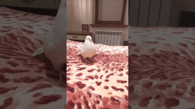 Слепой голубь Тересий танцует и воркует #голубь #bird #птицы #pigeon смотреть онлайн