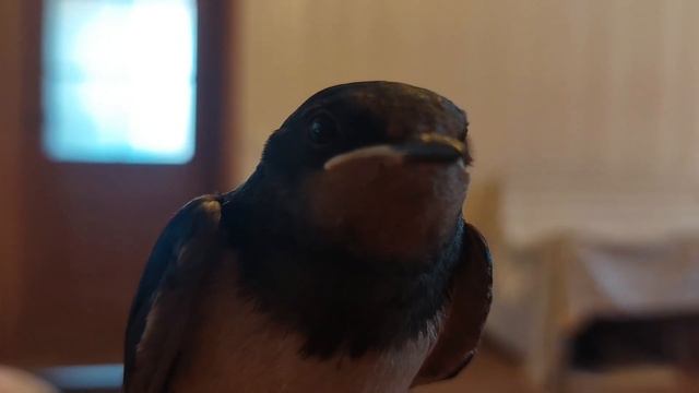 Ласточка Заза передаёт привет смотреть онлайн