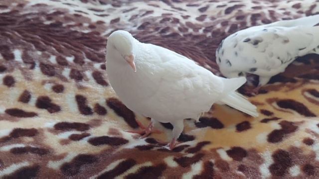 Знакомьтсь, незрячий голубь Тересий и голубка Бубляша смотреть онлайн