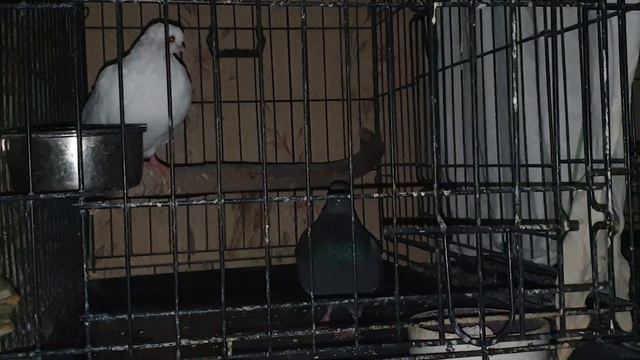 Как ночуют наши птицы смотреть онлайн