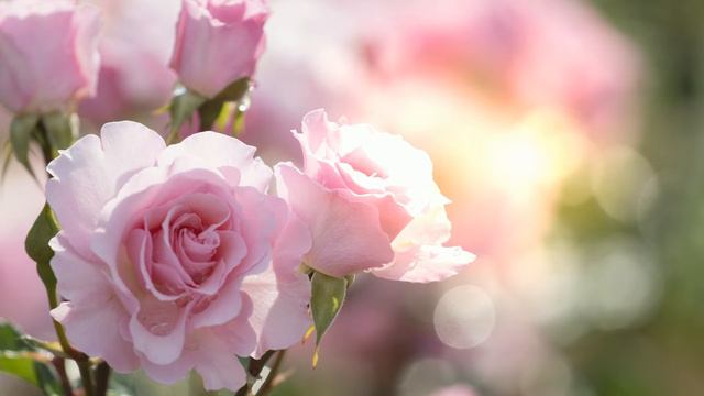 🌺🍃Нежнее нежного🏵️🌿Хрустальная, волшебная мелодия смотреть онлайн