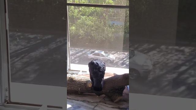 Утро и голуби #птицы #голуби #pigeon смотреть онлайн