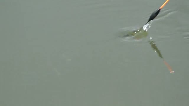 Eel Fishing And Eel Rigs