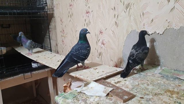 Голубёнок Бабайка переезжает в комнату к птицам смотреть онлайн