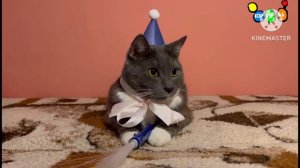 Котинет на канале карусель после рекламы,анонса и Фиксиков.