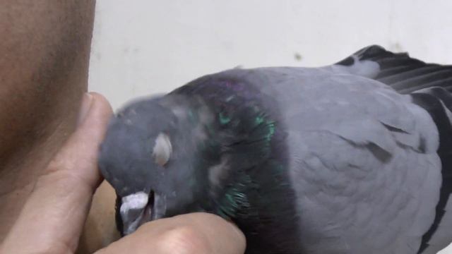 Наши животные смотреть онлайн