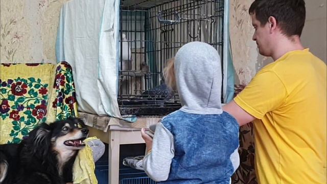 Папина помощница смотреть онлайн