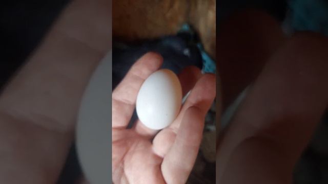 Несутся ли голуби зимой? #голуби #птицы #животные смотреть онлайн