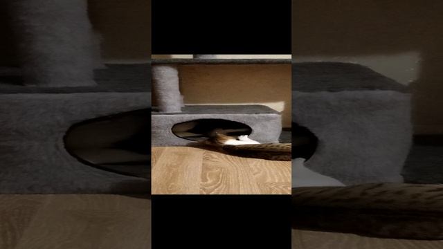 Папа играет с Ребёнком смотреть онлайн