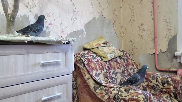 Выходной с животными. Кошки, собаки и птицы смотреть онлайн