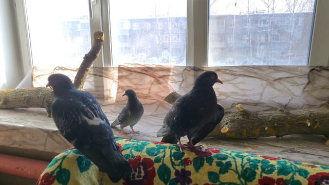 А у нас свой птичий базар смотреть онлайн