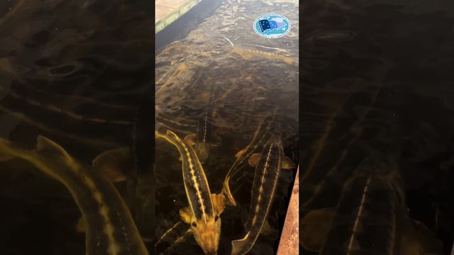 Конаковский завод: Первое предприятие индустриального типа в России. смотреть онлайн