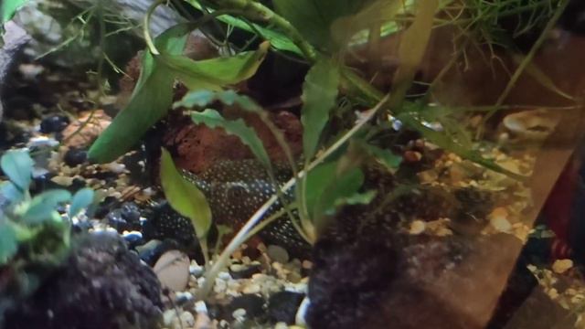 АНАСТАСИЯ. Скрытный сом смотреть онлайн