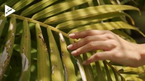 DIARO - Dance With Me.mp4