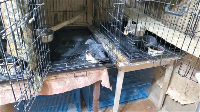 Посвящался всем, у кого много животных. Уборка - это наша жизнь! смотреть онлайн