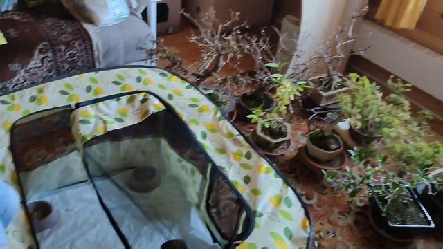 АНАСТАСИЯ. Новости от малыша вяхиря смотреть онлайн