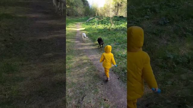 Маленький жёлтый человек гуляет в лесу #лес #животные #природа #собаки смотреть онлайн