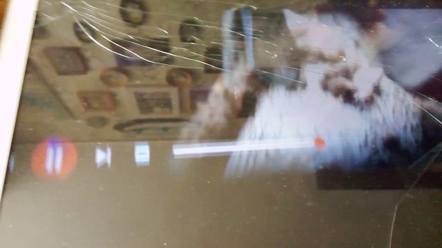 Исчезающие горные бараны аргали. Новосибирский зоопарк.