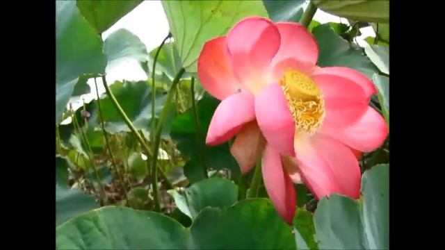 Рыболовная база в дельте Волги