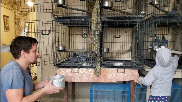 Папа и дочка кормят и наблюдают за птицами смотреть онлайн