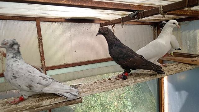 Голуби смотреть онлайн