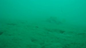 Подводные съёмки в акватории Сочи. Тайный мир Чёрного моря. Рыбалка в Сочи 19.09.2024.