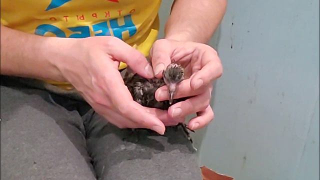 Сезон птенцов начался смотреть онлайн