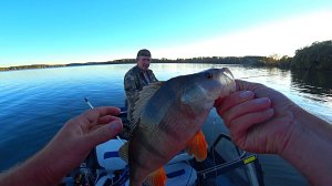КРУПНЫЙ ОКУНЬ НА ТЕЙЛ СПИННЕРЫ. рыбалка на спиннинг.