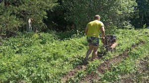 Окучивание картофеля мотоблоком Ока. Узкие грунтозацепы.