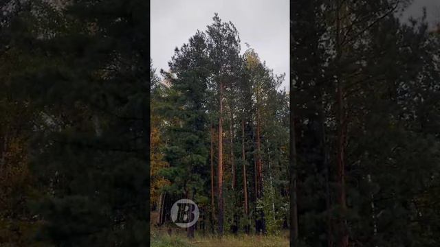 Первый снег в ХМАО смотреть онлайн