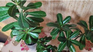 Пересадка моих адениумов #адениум #адениум_уход