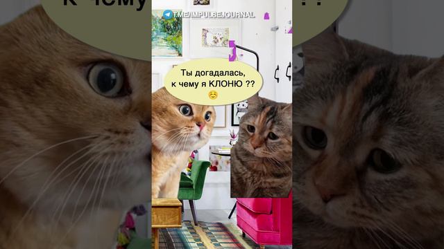 Свой путь #мыкотики #вмем #разговор #анекдот #шутки #кот #юмор #смешное #прикольно #мемы #cat смотреть онлайн