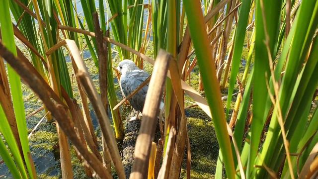 Чайка Чуи и собака Марта искупались в пруду смотреть онлайн