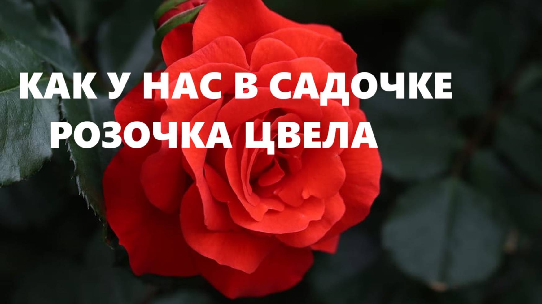 Эко-сумка с крэйзи-розой.(сентябрь 2024г) смотреть онлайн