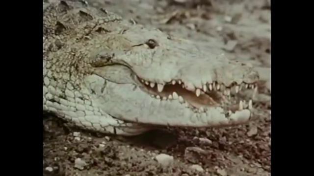 069. Щербаков меняет профессию (МОНСТРЫ 2)