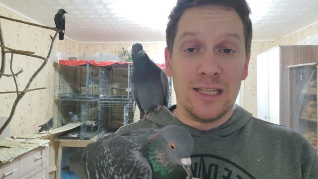 ПТИЧЬИ НОВОСТИ смотреть онлайн