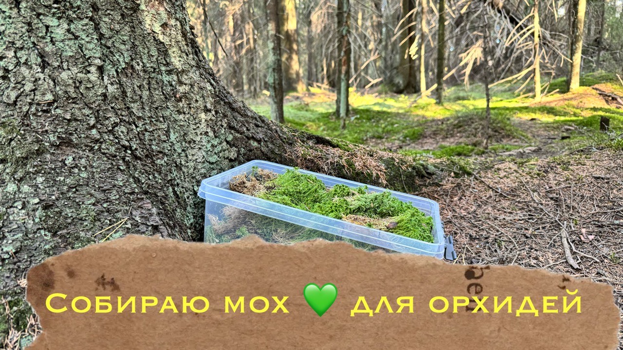 Собираю мох для орхидей, совмещаю полезное с приятным 💚 #phal #уходзаорхидеей #каквыращиватьорхидею смотреть онлайн