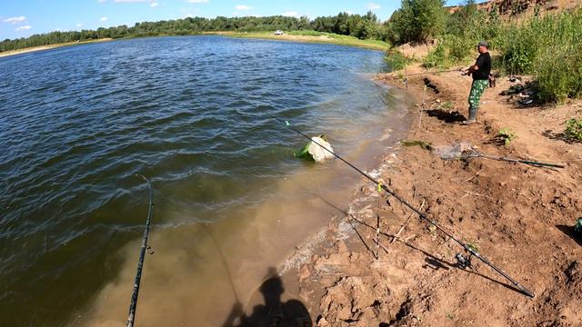 Сазан на жмых смотреть онлайн