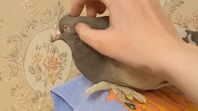 Помните пристроенных голубей? Голубь Мышка живёт в любви и заботе смотреть онлайн