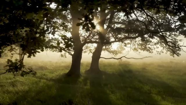 СОВЁНОК. ВСЕ ЧАСТИ. смотреть онлайн