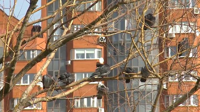 ЛЕНА. ДЕНЬ ПТИЦ смотреть онлайн