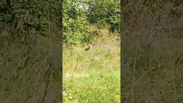 Встреча с лисой