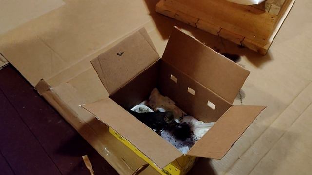 Осенний птицепад. Анастасия смотреть онлайн