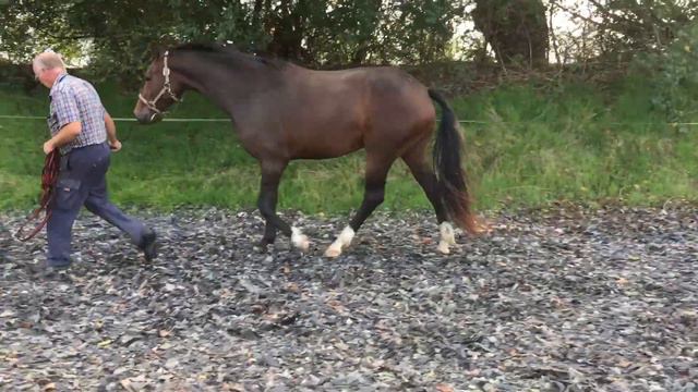 3 års hoppe e. BH Farrel - til salg смотреть онлайн