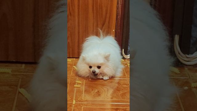 ты не ты, когда голоден