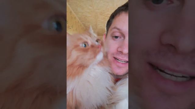 Рыжий пёс #котики #кот смотреть онлайн