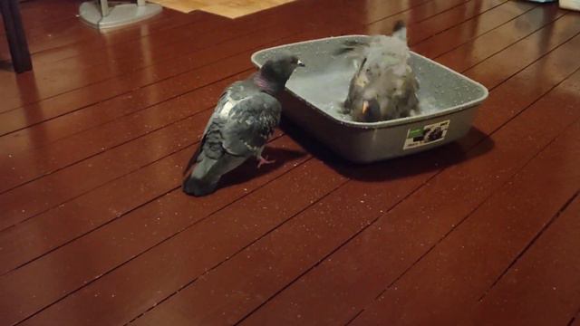 Анастасия. Вяхирь Атиша захватывает власть смотреть онлайн