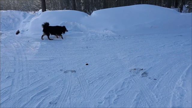 Лесные беседы. Работа в зоомагазине и почему я ушёл оттуда смотреть онлайн