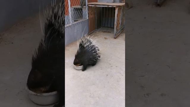 very clever monkey you ever seen смотреть онлайн